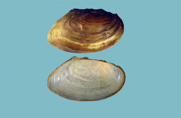 Two halves of a bivalve shell, one showing the light-brown exterior, the other, the white interior.