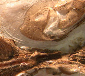 Close-up of the beak area of a mussel details irregular surface and crevices near hinge line where beaks of each shell half meet.