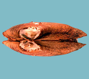 Dorsal view of a mussel shell shows a beak sculpture with two concentric ridges surrounded by several trapezoidal rings on posterior ridge.