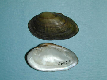 Two subtrapezoidal shaped dwarf wedgemussel shells, one, a brown exterior with growth bands and color rays and, the other, a smooth pearly interior.