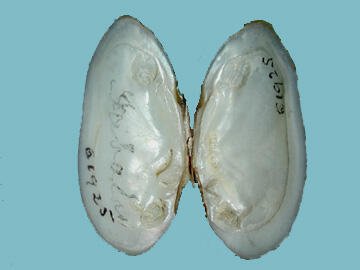 The interior of the two halves of the shell of an Alasmidonta heterodon dwarf wedgemussel, showing the smooth bluish-white nacre.
