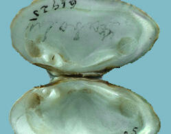Interior halves of the shell of a dwarf wedgemussel, showing smooth bluish-white nacre and two teeth on the right valve, one on the left.