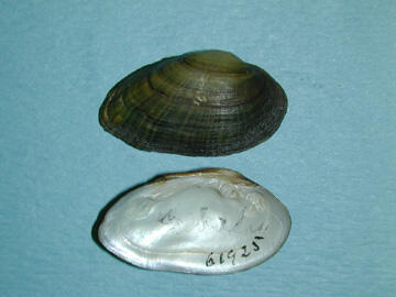 Two subtrapezoidal shaped dwarf wedgemussel shells, one, a brown exterior with growth bands and color rays and, the other, a smooth pearly interior.