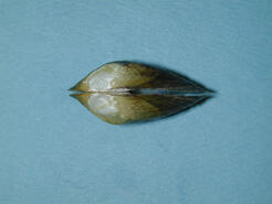 Dorsal view of a bivalve mollusk, an Alasmidonta undulata triangle floater.