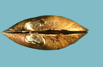 A closed clam