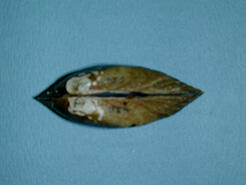 A dorsal view of a mussel shell shows the beak area with white markings.