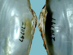 Close-up of interior hinge teeth area of separated halves of an Alasmidonta varicosa brook floater shell shows the lateral teeth to be vestigial or absent.