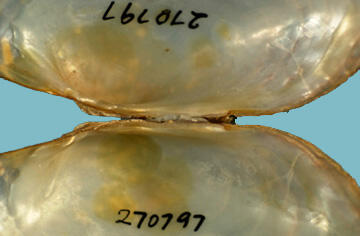 Close-up of interior hinge area of halves of a brook floater shell showing what were its thin pseudocardinal teeth and lamellar layer of the hinge ligament.