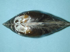 Dorsal view of a bivalve mollusk, Anodonta implicata, shows the smooth surface of the beak area with concentric white and brown markings.