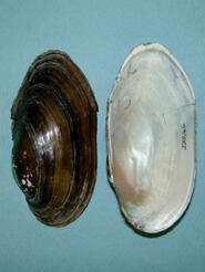 Halves of the shell of the Anodonta implicata alewife floater, a brown exterior with thick dark growth bands and a smooth interior with pink and white nacre.