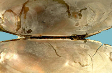 Interior of an Anodonta implicata shell shows mottled pink nacre with some surface cracks and absent teeth.