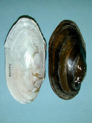 Halves of an Anodonta implicata alewife floater shell, brown exterior with thick dark growth bands and an interior of pink and white nacre.