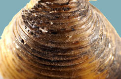 Close-up of brown exterior shell of a clam, a Corbicula fluminea, shows its many thin coarse concentric ribs.