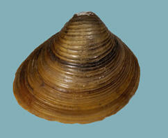Exterior triangular light-brown Corbicula fluminea clam shell, with pronounced concentric ribs spanning its length and dark growth bands.