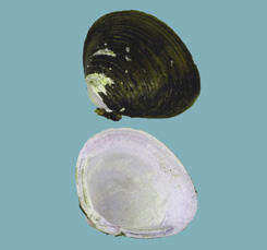 Halves of a Corbicula fluminea clam shell, a black exterior with white markings near left side of beak and an interior with bluish-white nacre.