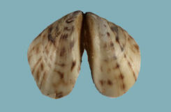 Exterior open halves of a triangular Driessena bugensis mussel shell show its pointed beak, rounded edge, and brown spots against a beige surface.