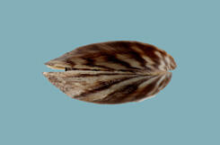 A photo of the dorsal view of a mollusk with a mostly closed striped shell.