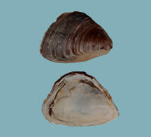 Shell halves of a mussel, Driessena bugensis, one, the white interior, the other, the brown exterior, with a pointed beak and rounded ventral edge.