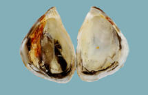 Interior halves of a Driessena bugensis mussel shell attached at the hinge, with a white interior with irregular red, black, and brown markings.