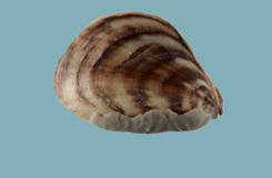 Profile of a triangular quagga mussel shell shows a pointed beak, smooth round edge. and dark markings against a pale-colored shell.