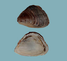 Shell halves of a mussel, Driessena bugensis, one, the white interior, the other, the brown exterior, with a pointed beak and rounded ventral edge.
