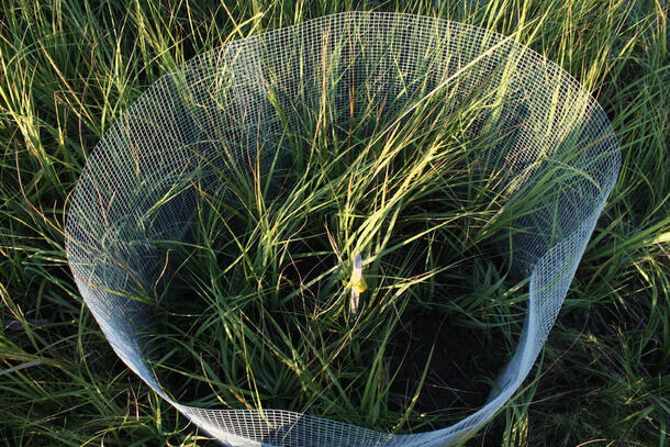 Wetlands grass surrounded by fencing