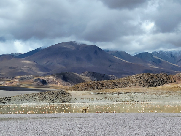 Numerous flamingos wade in shallow water in the foreground, with large mountain range in the distance - one mountain peak is snowcapped. 