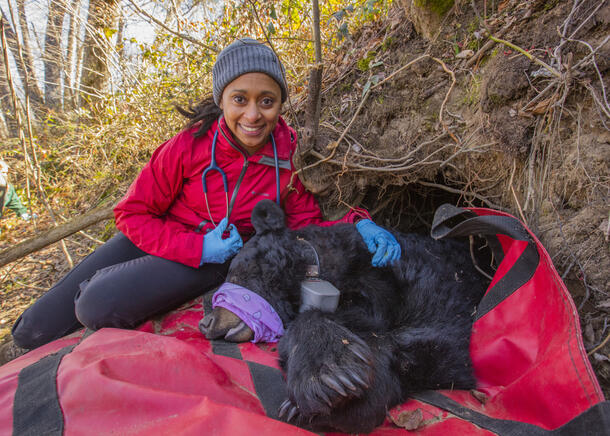 Dr. Rae Wynn-Grant with a sedated black bear