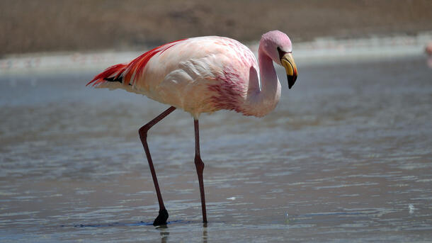 An Andean Flamingo forages in Laguna Saquewa in Bolivia.