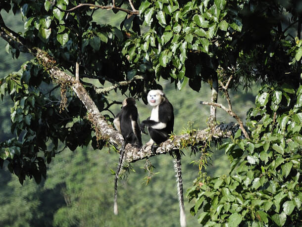 Snub-nosed monkey perches on a tree branch.