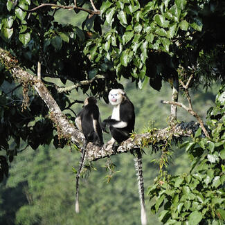 Snub-nosed monkey perches on a tree branch.