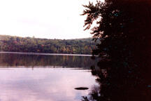 A body of water with a forest-lined shore.