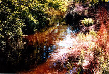 A narrow creek with colorful vegetation and green bushes along both banks.