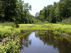A narrow creek with marshy low green vegetation along the immediate banks and tall trees slightly recessed from the banks.