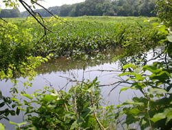A body of water seen through the branches of foliage on the near shore.