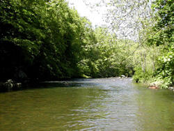 A  river with tree-lined banks with lush green leaves.
