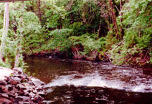 A narrow river with rapids, with a rocky bank on one side and a tree-lined bank on the other.