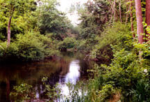 A narrow creek with trees and green bushes along both banks.