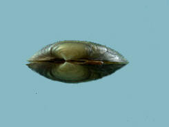 A dorsal view of the Alasmidonta heterodon dwarf wedgemussel shows the beak and posterior ridge.