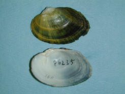 The outer and inner shells of the dwarf wedgemussel (Alasmidonta heterodon)