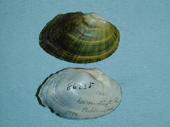 Two halves, one showing the interior, one the exterior of the shell of an Alasmidonta undulata, the freshwater triangular floater mussel.