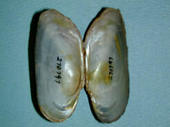 Interior halves of an Alasmidonta varicosa brook floater shell with smooth bluish-white nacre and with pale-brown areas of discoloration.