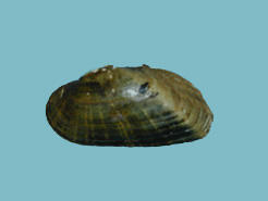 Exterior mussel shell showing an enlarged posterior ridge, a subtrapezoidal shape, and dark green color rays.