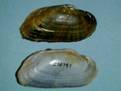 Halves of a brook floater shell, an exterior with dark green rays and subtrapezoidal to subovate shape, and an interior with smooth nacre.