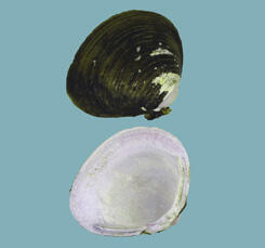 Halves of a Corbicula fluminea clam shell, a black exterior with white markings near left side of beak and an interior with bluish-white nacre.