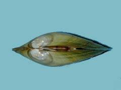 Dorsal view of a bivalve mollusk shell.