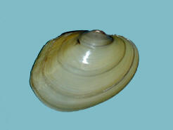 Exterior view of a pale-colored bivalve mollusk shell of sub-ovate shape.
