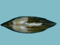 Dorsal view of a dark bivalve mollusk shell with white markings near the beak.