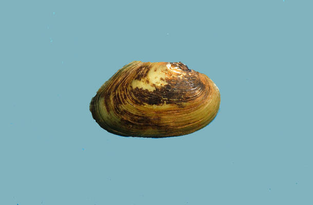 The mottled brown exterior of a bivalve mollusk shell.