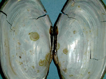 An interior view of two halves of a bivalve shell attached at the hinge area, and showing the white nacre.